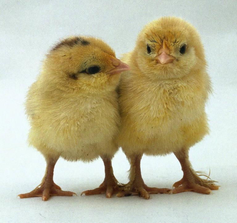 two-chickens