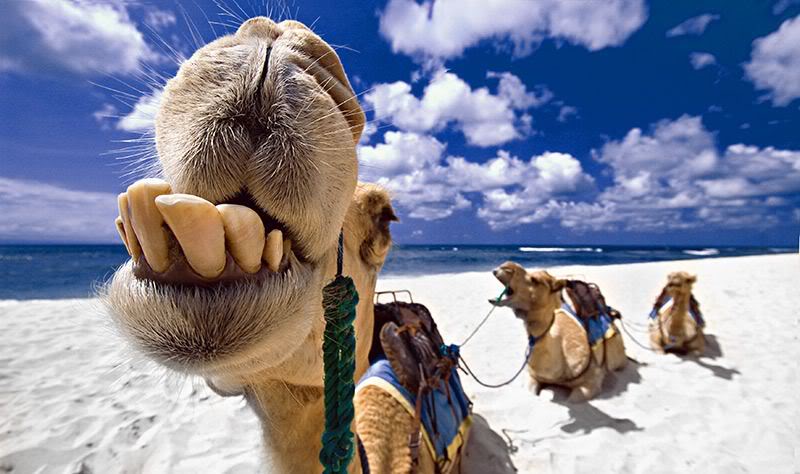 The Wife Hates Sports: Hump Day Links (Vol. 4)